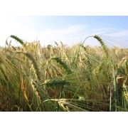 ALIMENTACIÓN NATURAL-BIO
